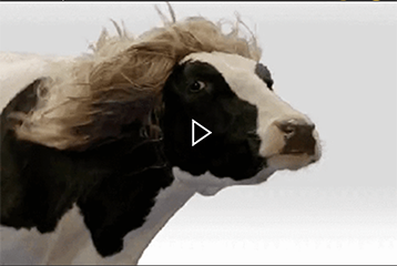 cow with hair blowing in wind GIF with play button