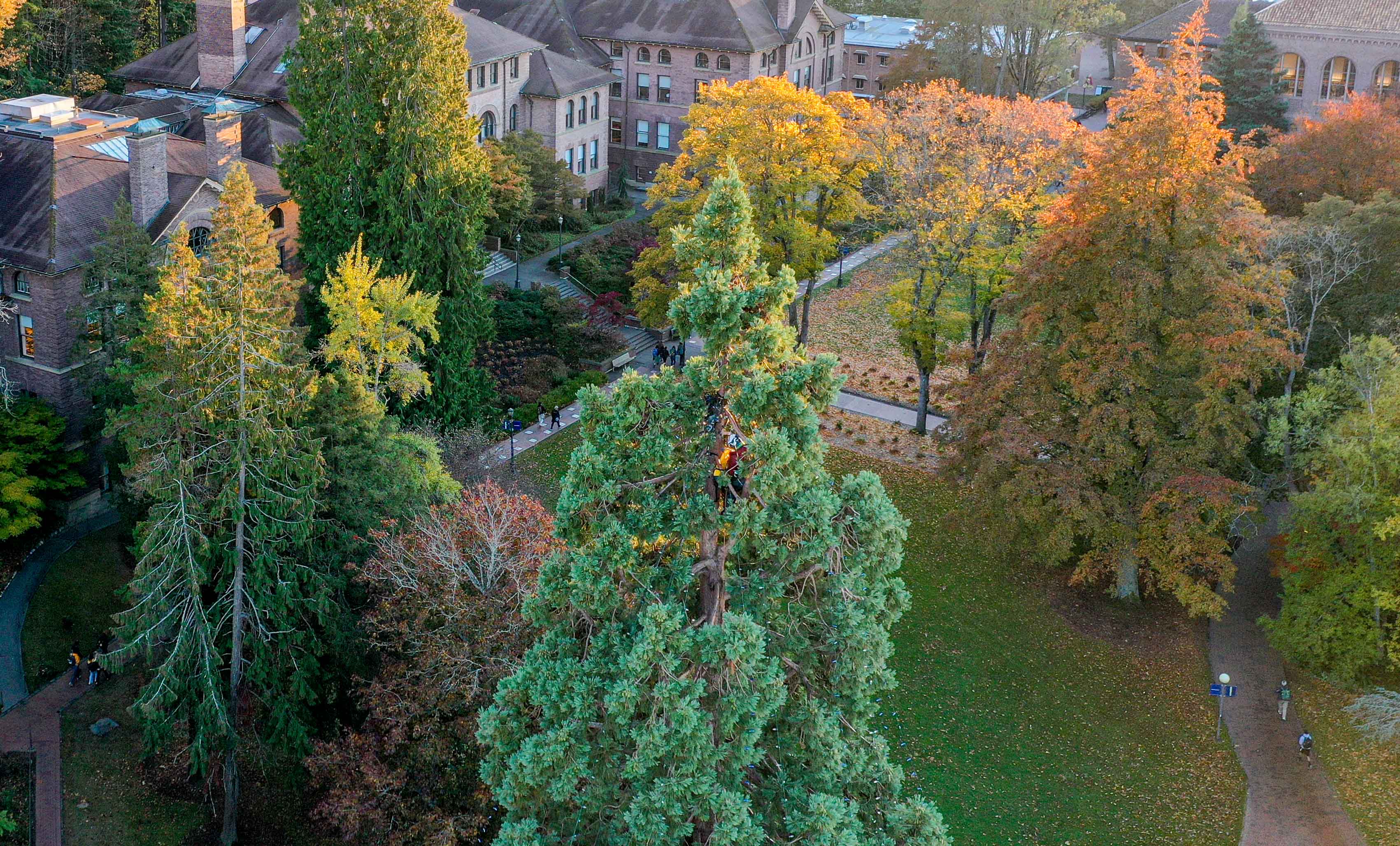 The WWU campus in Bellingham as seen from an aerial view. Large brick buildings are set among a lawn and trees displaying fall foliage.